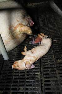 Stillborn piglet in farrowing crate - Australian pig farming - Captured at Brentwood Piggery, Kaimkillenbun QLD Australia.