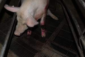 Injured sow in crate - In late October 2013, a sow was discovered in a terrible condition, unable to move, with large bloody wounds on both of her front legs. She could not reach food or water. Activists were able to find a dish and fill it with water to give to her, and after some initial hesitance, she began frantically drinking litre after litre.
Many other sows were found with large untreated injuries, most of them in the sow stalls.
Activists called police the following morning, but nobody was sent until three days later. The police were advised by the owners that the sow had suffered severe prolapses after giving birth to a litter of stillborns, damaging the nerves in her back legs and leaving her partially paralysed. The owners had called in a vet sometime on Thursday 24th or Friday 25th October, who suggested they leave her over the weekend to see if her condition improved, and if not, to