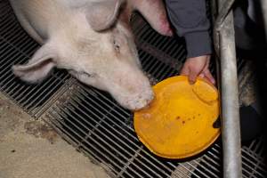 Injured sow in crate - In late October 2013, a sow was discovered in a terrible condition, unable to move, with large bloody wounds on both of her front legs. She could not reach food or water. Activists were able to find a dish and fill it with water to give to her, and after some initial hesitance, she began frantically drinking litre after litre.
Many other sows were found with large untreated injuries, most of them in the sow stalls.
Activists called police the following morning, but nobody was sent until three days later. The police were advised by the owners that the sow had suffered severe prolapses after giving birth to a litter of stillborns, damaging the nerves in her back legs and leaving her partially paralysed. The owners had called in a vet sometime on Thursday 24th or Friday 25th October, who suggested they leave her over the weekend to see if her condition improved, and if not, to