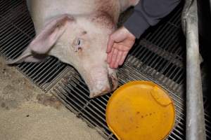 Injured sow in crate - In late October 2013, a sow was discovered in a terrible condition, unable to move, with large bloody wounds on both of her front legs. She could not reach food or water. Activists were able to find a dish and fill it with water to give to her, and after some initial hesitance, she began frantically drinking litre after litre.
Many other sows were found with large untreated injuries, most of them in the sow stalls.
Activists called police the following morning, but nobody was sent until three days later. The police were advised by the owners that the sow had suffered severe prolapses after giving birth to a litter of stillborns, damaging the nerves in her back legs and leaving her partially paralysed. The owners had called in a vet sometime on Thursday 24th or Friday 25th October, who suggested they leave her over the weekend to see if her condition improved, and if not, to
