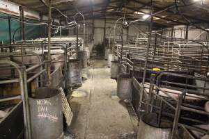 Farrowing crates at Dublin Piggery SA - Australian pig farming - Captured at Andgar Piggery, Dublin SA Australia.
