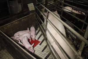 Farrowing crates at Dublin Piggery SA - Australian pig farming - Captured at Andgar Piggery, Dublin SA Australia.