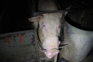 Farrowing crates at Culcairn Piggery NSW - Australian pig farming - Captured at Culcairn Piggery, Culcairn NSW Australia.