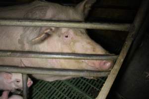 Farrowing crates at Dublin Piggery SA - Australian pig farming - Captured at Andgar Piggery, Dublin SA Australia.