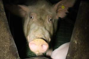 Farrowing crates at Dublin Piggery SA - Australian pig farming - Captured at Andgar Piggery, Dublin SA Australia.