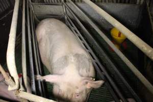 Farrowing crates at Dublin Piggery SA - Australian pig farming - Captured at Andgar Piggery, Dublin SA Australia.