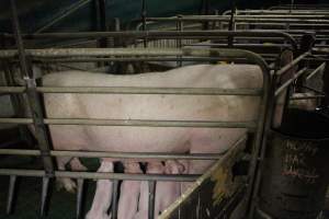 Farrowing crates at Dublin Piggery SA - Australian pig farming - Captured at Andgar Piggery, Dublin SA Australia.