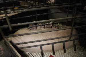 Farrowing crates at Dublin Piggery SA - Australian pig farming - Captured at Andgar Piggery, Dublin SA Australia.