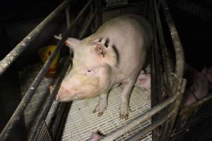 Farrowing crates at Dublin Piggery SA - Australian pig farming - Captured at Andgar Piggery, Dublin SA Australia.