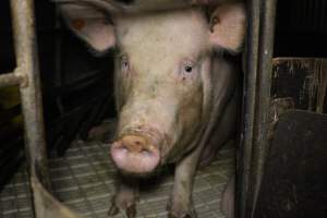 Farrowing crates at Dublin Piggery SA - Australian pig farming - Captured at Andgar Piggery, Dublin SA Australia.