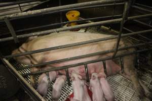 Farrowing crates at Dublin Piggery SA - Australian pig farming - Captured at Andgar Piggery, Dublin SA Australia.
