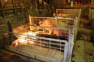 Farrowing crates at St Arnaud Piggery VIC - Australian pig farming - Captured at St Arnaud Piggery Units 2 & 3, St Arnaud VIC Australia.