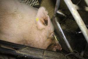 Farrowing crates at Dublin Piggery SA - Australian pig farming - Captured at Andgar Piggery, Dublin SA Australia.