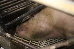 Farrowing crates at Dublin Piggery SA - Australian pig farming - Captured at Andgar Piggery, Dublin SA Australia.