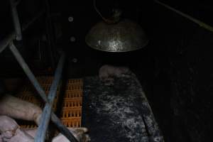 Farrowing crates at Wasleys Piggery SA - Australian pig farming - Captured at Wasleys Piggery, Pinkerton Plains SA Australia.