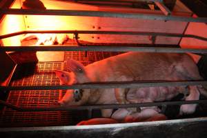 Farrowing crates at Wasleys Tailem Bend Piggery SA - Australian pig farming - Captured at Tailem Bend Piggery, Tailem Bend SA Australia.