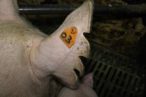 Farrowing crates at Dublin Piggery SA - Australian pig farming - Captured at Andgar Piggery, Dublin SA Australia.