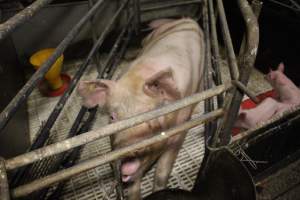 Farrowing crates at Dublin Piggery SA - Australian pig farming - Captured at Andgar Piggery, Dublin SA Australia.