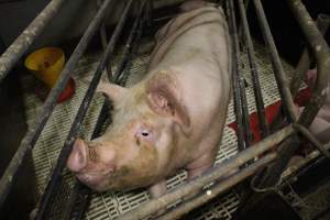 Farrowing crates at Dublin Piggery SA - Australian pig farming - Captured at Andgar Piggery, Dublin SA Australia.