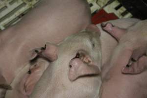 Farrowing crates at Dublin Piggery SA - Australian pig farming - Captured at Andgar Piggery, Dublin SA Australia.