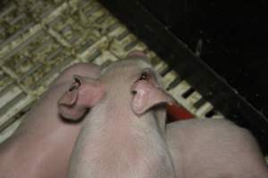 Farrowing crates at Dublin Piggery SA - Australian pig farming - Captured at Andgar Piggery, Dublin SA Australia.
