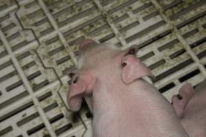 Farrowing crates at Dublin Piggery SA - Australian pig farming - Captured at Andgar Piggery, Dublin SA Australia.