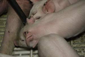 Farrowing crates at Dublin Piggery SA - Australian pig farming - Captured at Andgar Piggery, Dublin SA Australia.