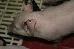 Farrowing crates at Dublin Piggery SA - Australian pig farming - Captured at Andgar Piggery, Dublin SA Australia.