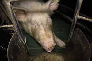 Farrowing crates at Dublin Piggery SA - Australian pig farming - Captured at Andgar Piggery, Dublin SA Australia.