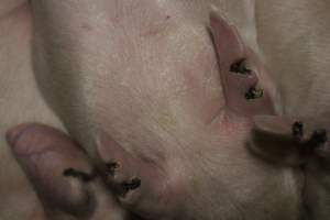 Farrowing crates at Dublin Piggery SA - Australian pig farming - Captured at Andgar Piggery, Dublin SA Australia.