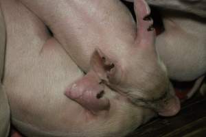 Farrowing crates at Dublin Piggery SA - Australian pig farming - Captured at Andgar Piggery, Dublin SA Australia.