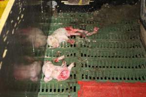 Half-eaten piglets - Australian pig farming - Captured at Andgar Piggery, Dublin SA Australia.