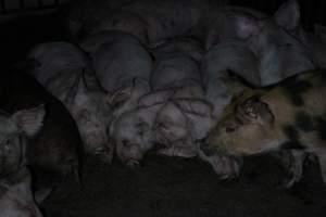 Grower/finisher pigs - Australian pig farming - Captured at Culcairn Piggery, Culcairn NSW Australia.