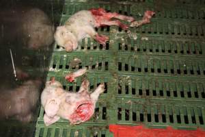Half-eaten piglets - Australian pig farming - Captured at Andgar Piggery, Dublin SA Australia.