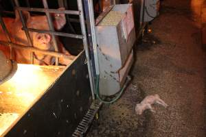 Dead piglet in aisle - Australian pig farming - Captured at Tailem Bend Piggery, Tailem Bend SA Australia.