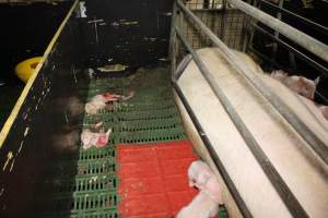 Half-eaten piglets - Australian pig farming - Captured at Andgar Piggery, Dublin SA Australia.