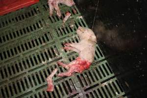Half-eaten piglets - Australian pig farming - Captured at Andgar Piggery, Dublin SA Australia.