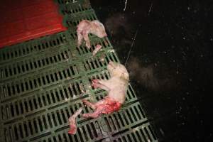 Half-eaten piglets - Australian pig farming - Captured at Andgar Piggery, Dublin SA Australia.
