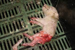 Half-eaten piglets - Australian pig farming - Captured at Andgar Piggery, Dublin SA Australia.