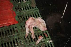 Half-eaten piglets - Australian pig farming - Captured at Andgar Piggery, Dublin SA Australia.