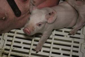 Farrowing crates at Dublin Piggery SA - Australian pig farming - Captured at Andgar Piggery, Dublin SA Australia.