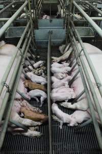 Farrowing crates at Nambeelup Piggery WA - Australian pig farming - Captured at Nambeelup Piggery, Nambeelup WA Australia.