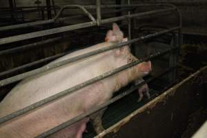 Farrowing crates at Dublin Piggery SA - Australian pig farming - Captured at Andgar Piggery, Dublin SA Australia.