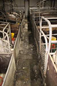 Farrowing crate aisle - Australian pig farming - Captured at Andgar Piggery, Dublin SA Australia.