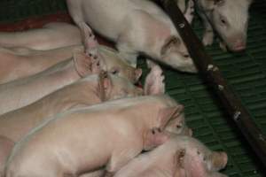 Farrowing crates at Dublin Piggery SA - Australian pig farming - Captured at Andgar Piggery, Dublin SA Australia.