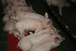 Farrowing crates at Dublin Piggery SA - Australian pig farming - Captured at Andgar Piggery, Dublin SA Australia.