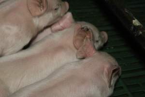 Farrowing crates at Dublin Piggery SA - Australian pig farming - Captured at Andgar Piggery, Dublin SA Australia.