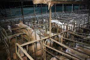 Sow stalls at Dublin Piggery SA - Australian pig farming - Captured at Andgar Piggery, Dublin SA Australia.