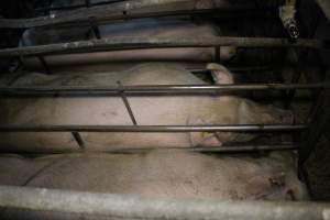 Sow stalls at Dublin Piggery SA - Australian pig farming - Captured at Andgar Piggery, Dublin SA Australia.