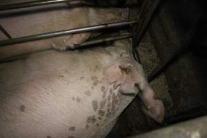 Sow stalls at Dublin Piggery SA - Australian pig farming - Captured at Andgar Piggery, Dublin SA Australia.